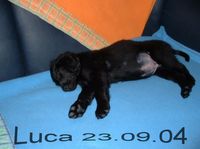 Luca aufn Sofa 23.09.04
